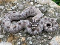 axanthiccondafemale.jpg