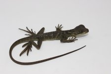 Sailfin Dragon Baby.jpg