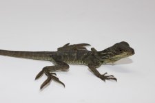 Sailfin Dragon Baby 2.jpg