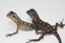 Frilled Dragon Babies.jpg