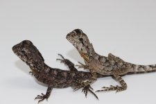 Frilled Dragon Babies 2.jpg