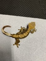 41g male tricolor Harly .jpg