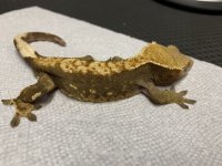 41g tricolor harly 2.jpg