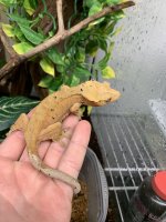 34g female.jpg