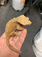 30g female.jpg