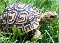 leopard-tortoises-300x220.jpg
