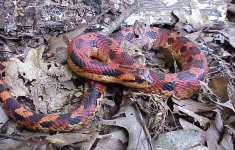 Heterodon-platirinos-9.8.01-3-copy-1.jpg