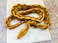 0.1 2020 DARK Indonesian Caramel 2.jpg