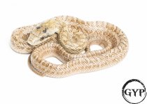 200710ChineseRatSnake4.jpg