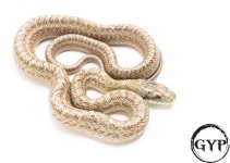 200710ChineseRatSnake3.jpg