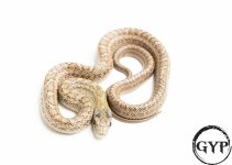 200710ChineseRatSnake1.jpg