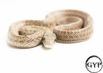 200710ChineseRatSnake2.jpg