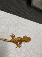 9g tri color unsex.jpg