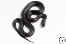 20101120HypoPHHypoMBKM1.jpg