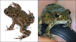 bufo viridis.jpg