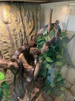Tiger rat female adult pic 4.jpg