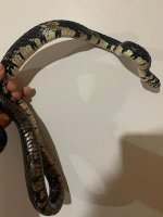 Tiger rat female adult pic 1.jpg