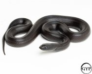 20101120HypoPHHypoMBKM3.jpg