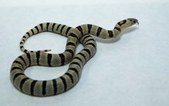 MaleLeonis4-2.jpg
