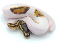 pied.jpg