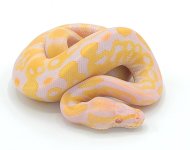 albino.jpg