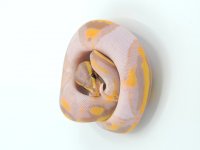 bananna pied.jpg