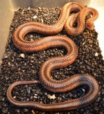 adult baird pair - 2.jpg