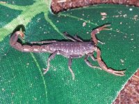 Lychas tricarinatus - 03.jpg
