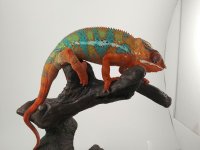 Rutherford (chameleons 4 u ).jpg