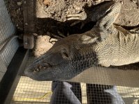 lizard 1.jpg