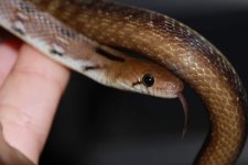 FB_IMG_1603616843137.jpg