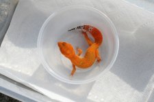 IMG_9594.jpg