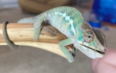 ZKC2-M1-4.jpg