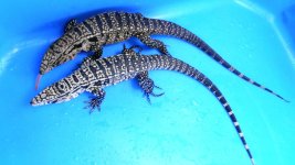 pair 52 wte lr enc 4 ae.jpg