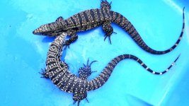 pair 52 wte lr enc 4 ab.jpg