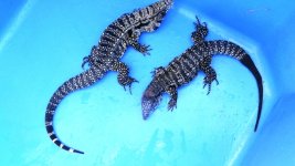 Pair 53 pink midtail enc 11 a.jpg