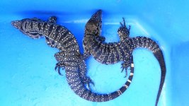 Pair 53 pink midtail enc 11 ac.jpg