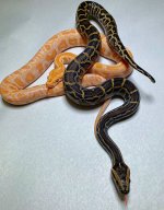 Het Pied, Caramel - female is albino.jpg