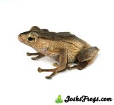 borneo_eared_frog_josh_s_frogs_3.jpg