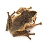 borneo_eared_frog_josh_s_frogs_main_1.jpg