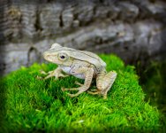 borneo_eared_frog_josh_s_frogs_7.jpg