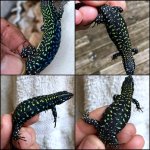 Robs lacerta adults.jpg