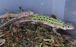 IMG_1786.jpg