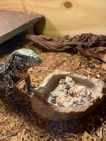 tegu2.jpg