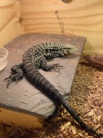tegu3.jpg