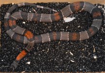JUno smith f1 sire 2018 - 1.jpg