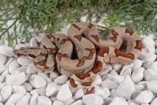 20HJCS-F9-HypoJungle.jpg