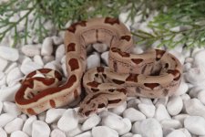 20HJCS-F8-HypoJungle.jpg