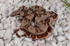 20HJCS-M6-HypoJungle.jpg