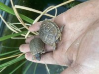 Three Toed Box Turtles 2020 1.jpg